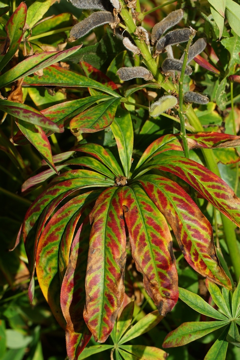 Image of Lupinus polyphyllus specimen.