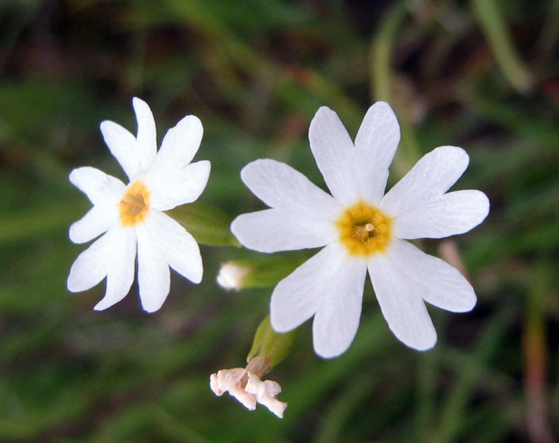 Image of genus Primula specimen.