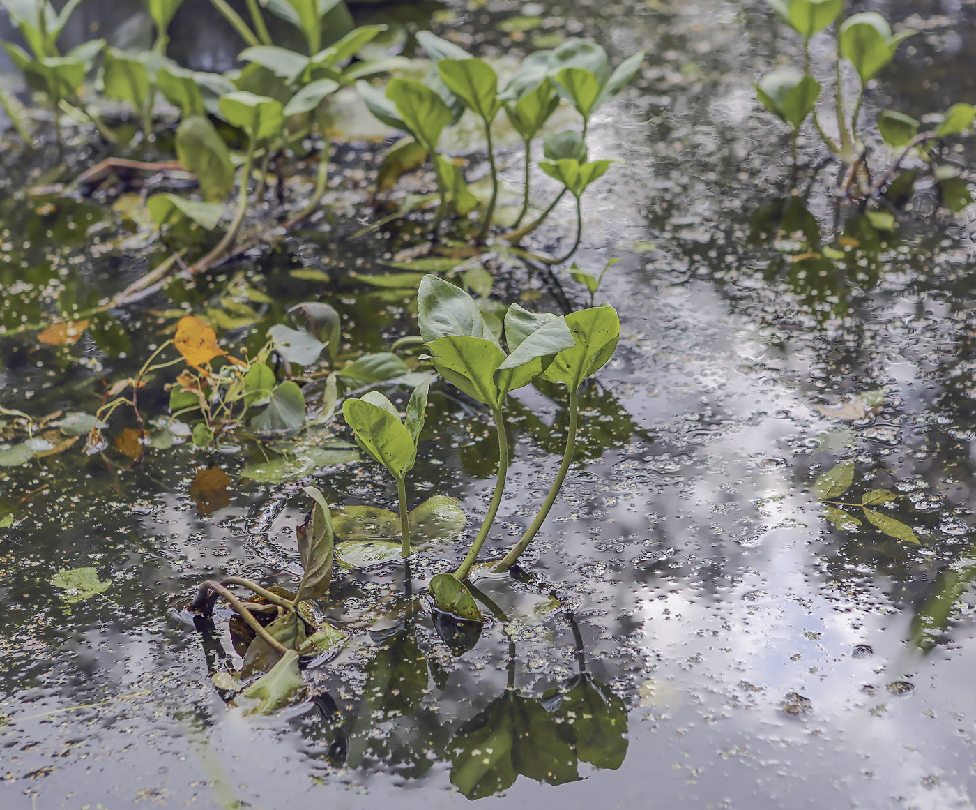 Image of Menyanthes trifoliata specimen.
