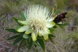 Protea caffra subspecies kilimandscharica