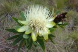 Protea подвид kilimandscharica