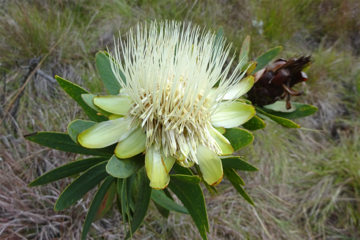 Изображение особи Protea caffra ssp. kilimandscharica.