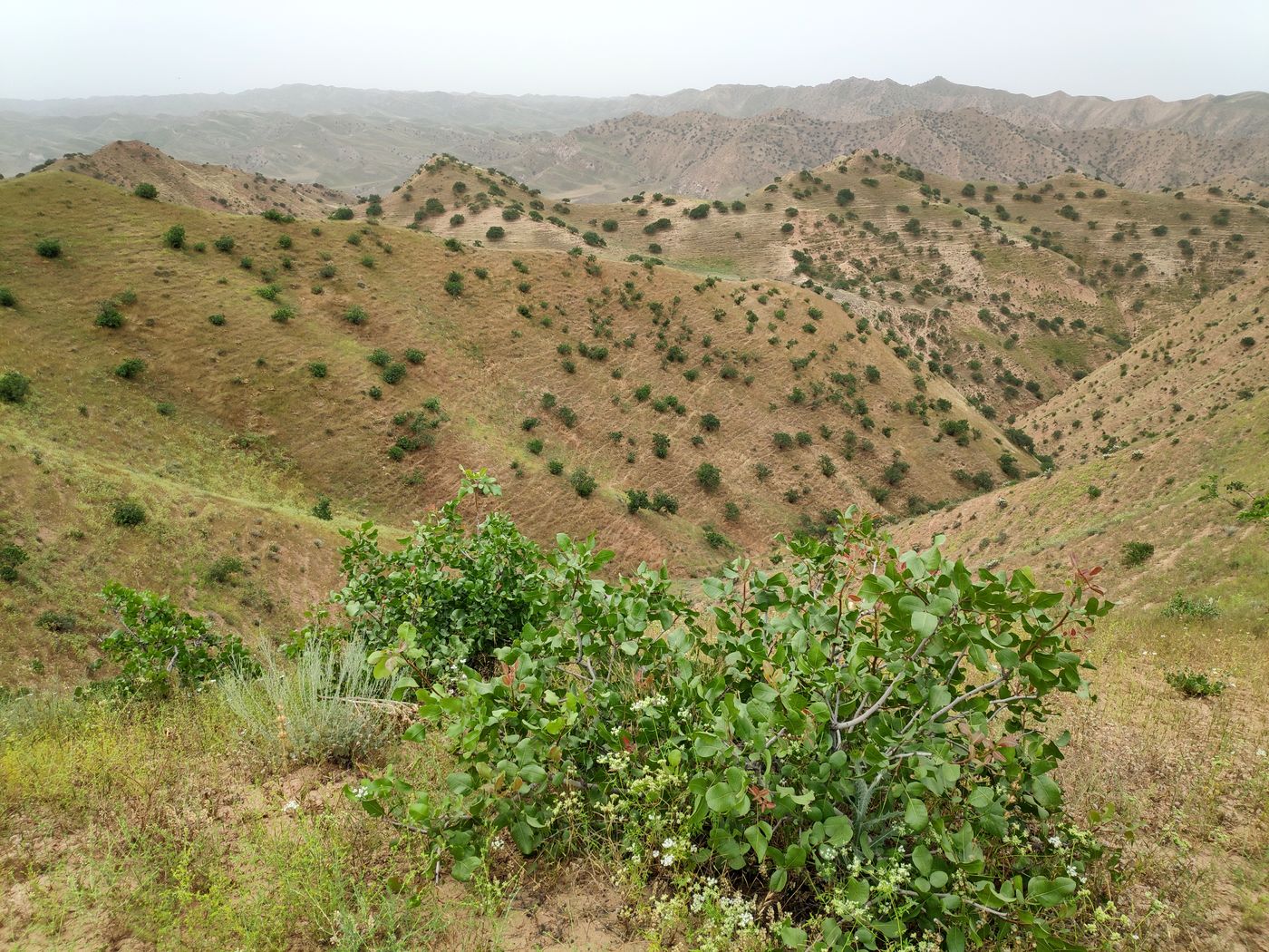 Image of Pistacia vera specimen.