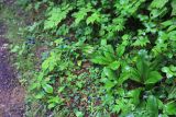 Clintonia udensis