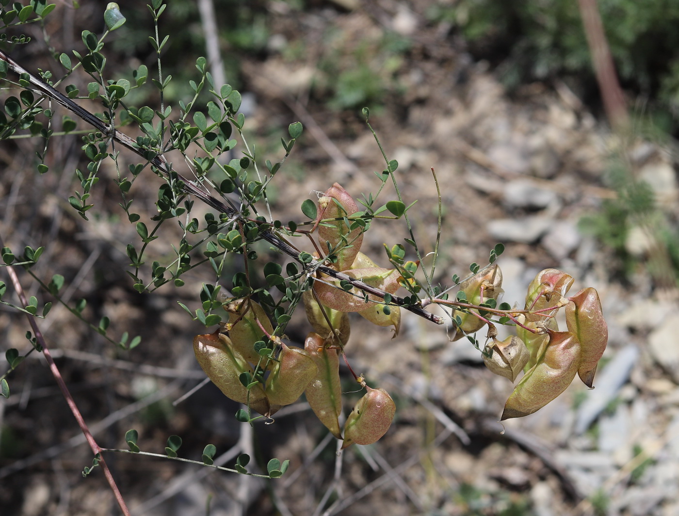 Image of Colutea buhsei specimen.