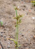 Cyperus amuricus