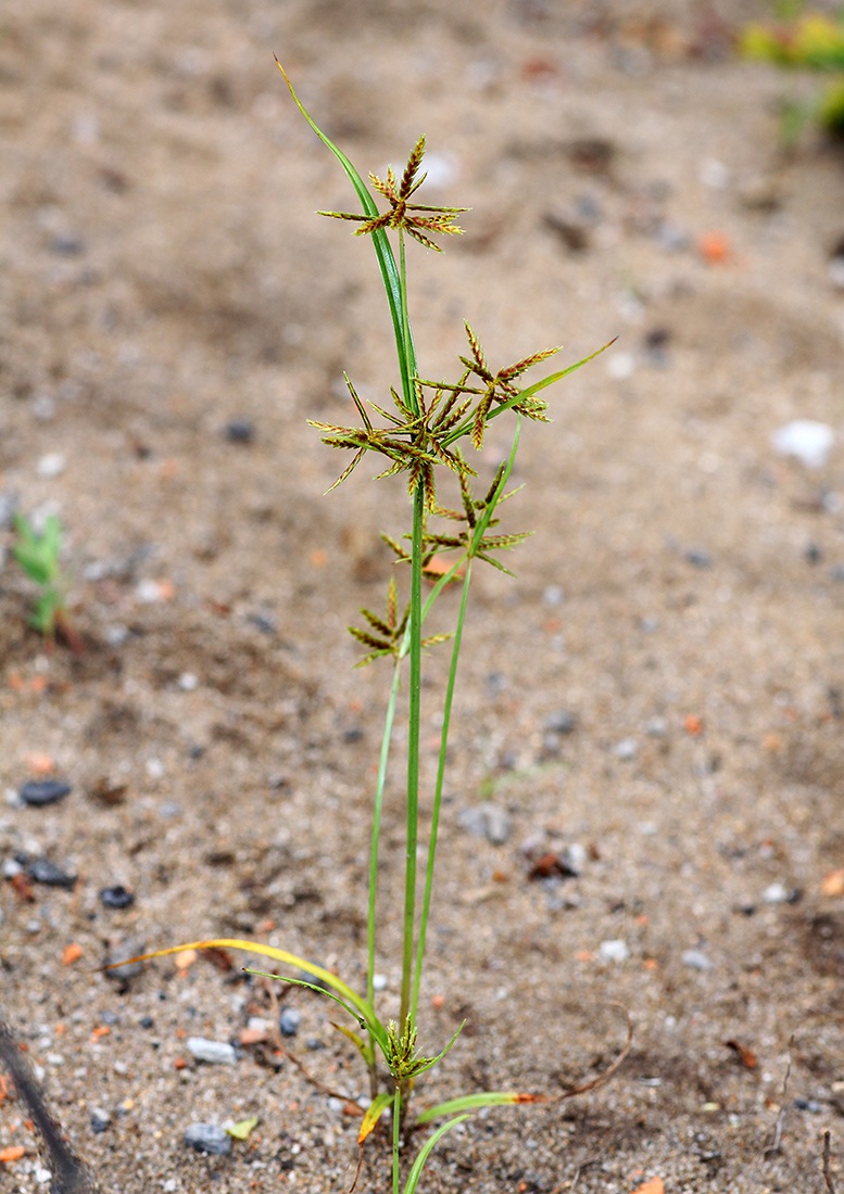 Изображение особи Cyperus amuricus.