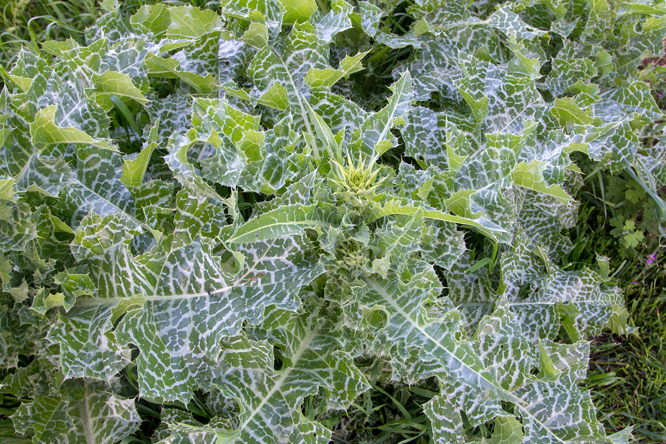 Image of Silybum marianum specimen.