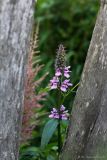 Stachys palustris. Верхушка цветущего растения. Тульская обл., пос. Дубна, СОТ №2, у ограды. 18.07.2017.