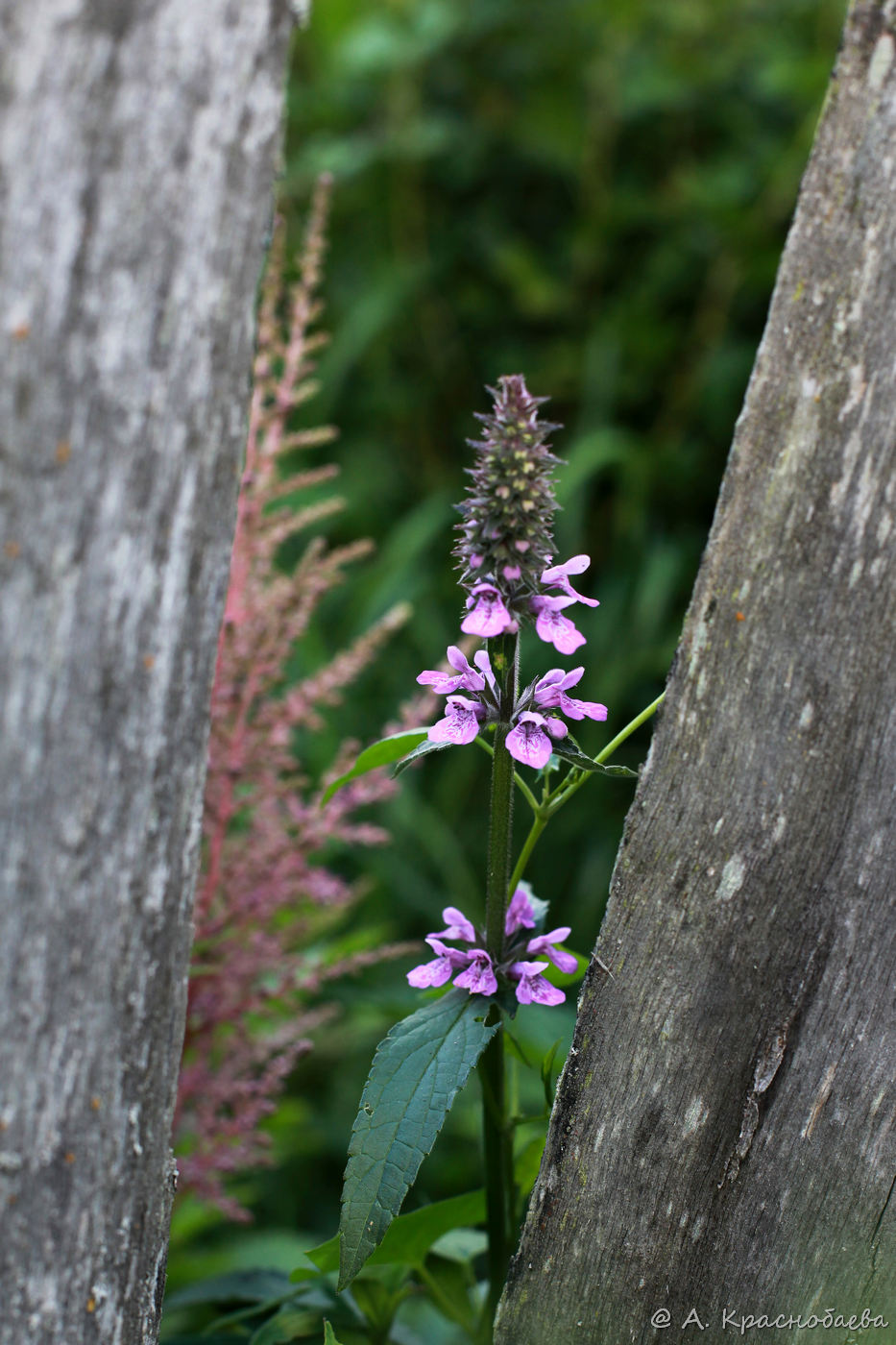 Image of Stachys palustris specimen.