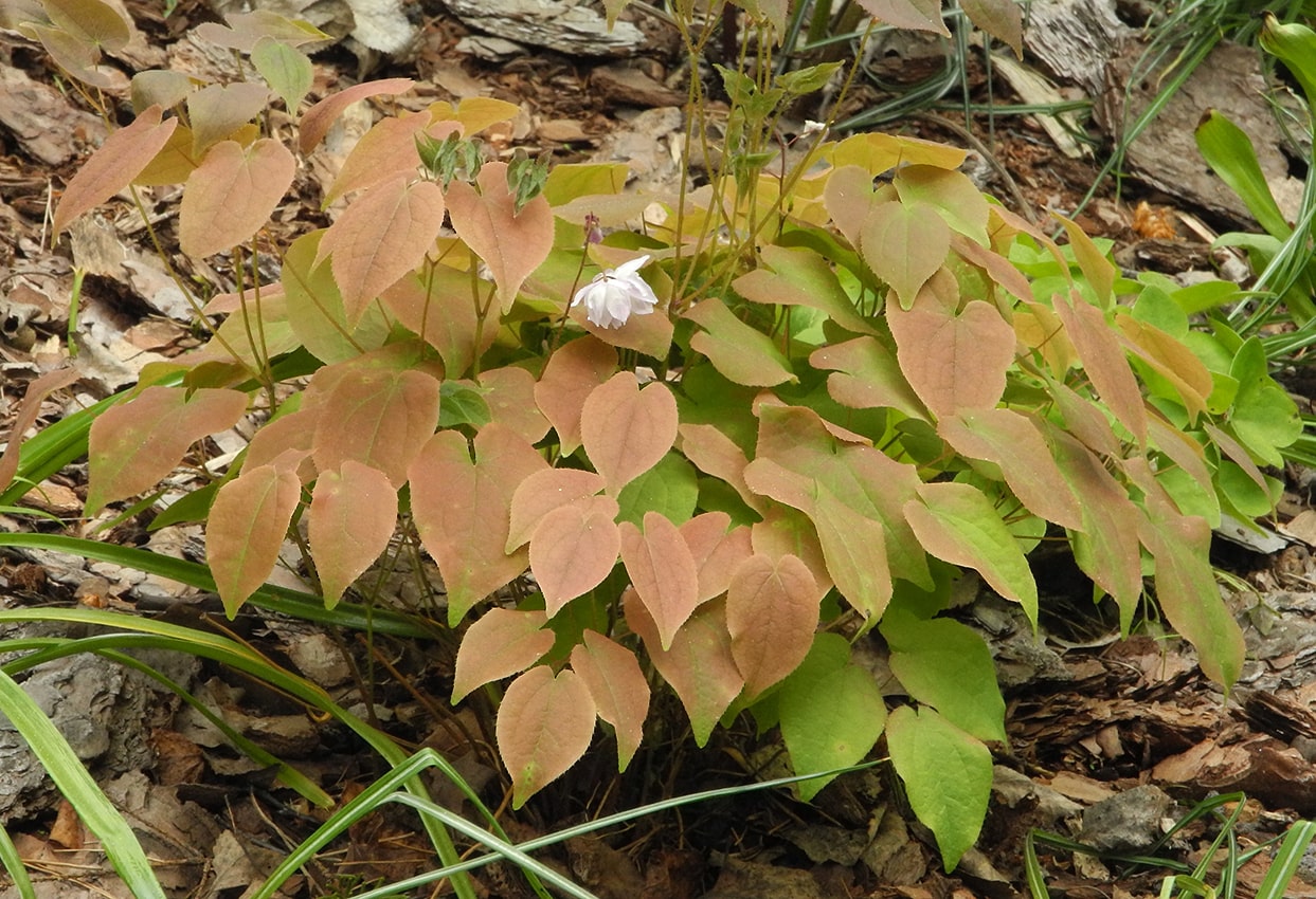 Image of Epimedium &times; youngianum specimen.