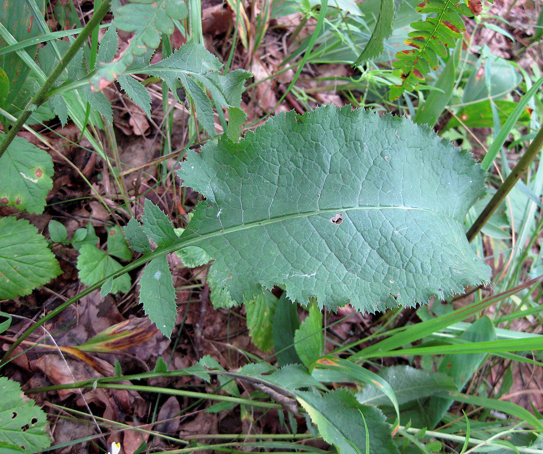 Image of Serratula tinctoria specimen.