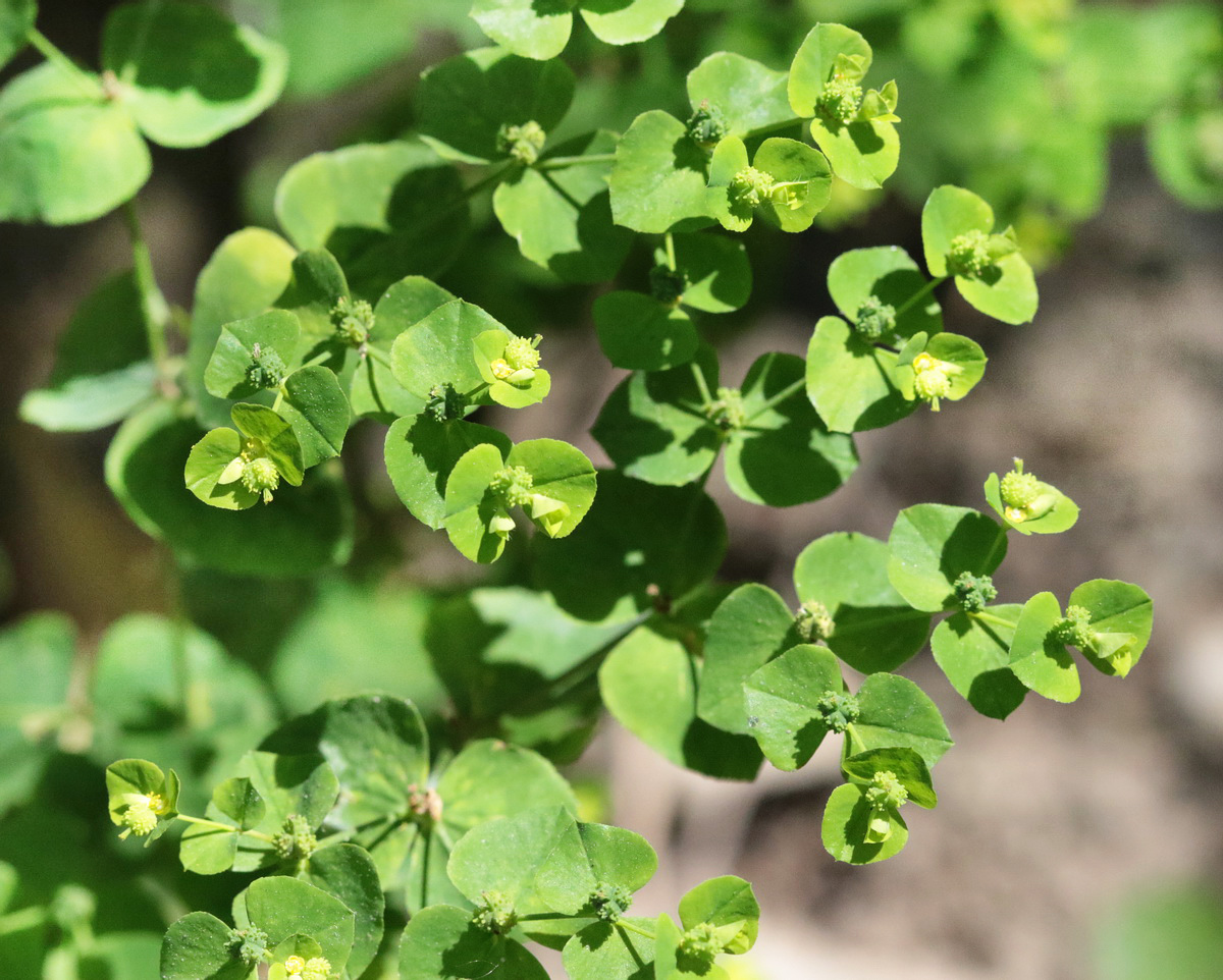 Image of Euphorbia stricta specimen.