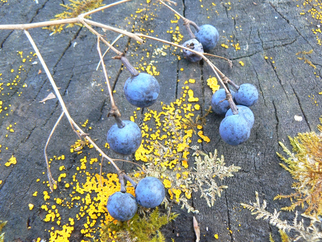 Image of Caulophyllum robustum specimen.