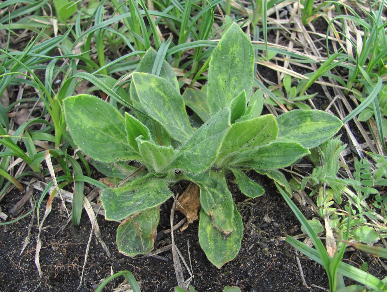 Image of Melandrium album specimen.