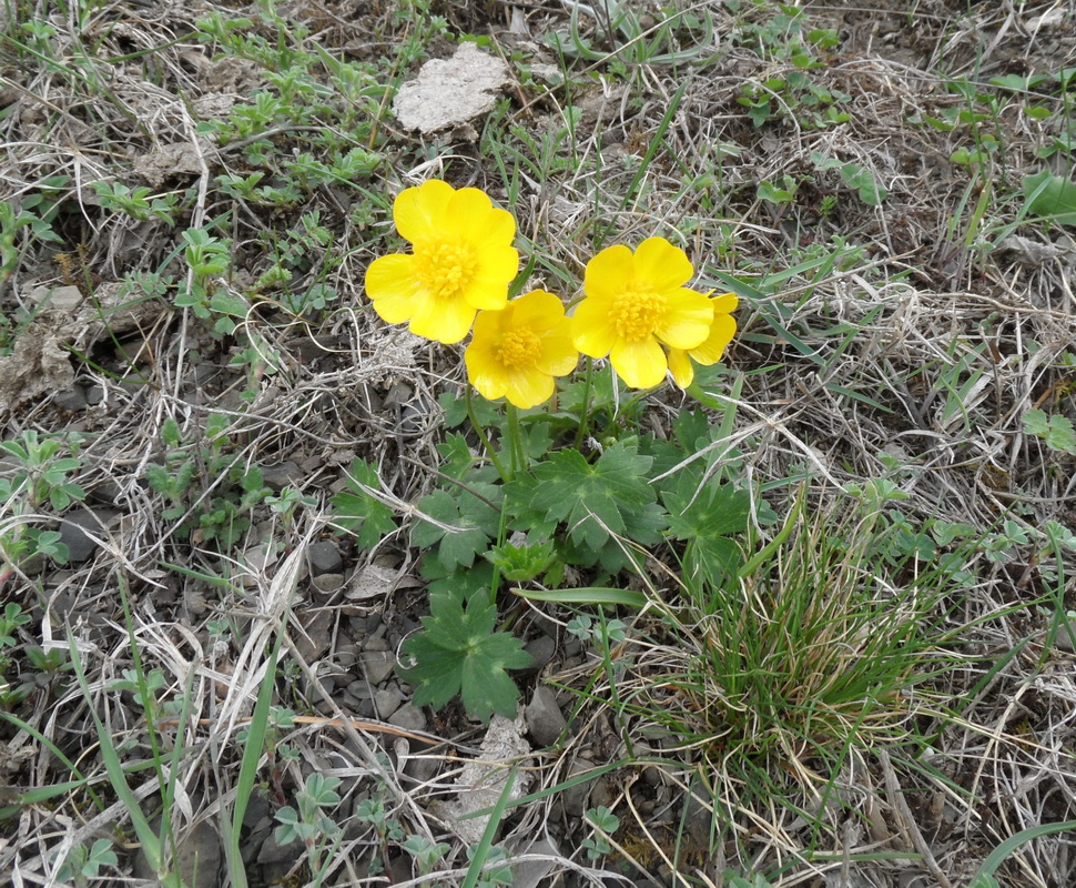 Изображение особи Ranunculus oreophilus.