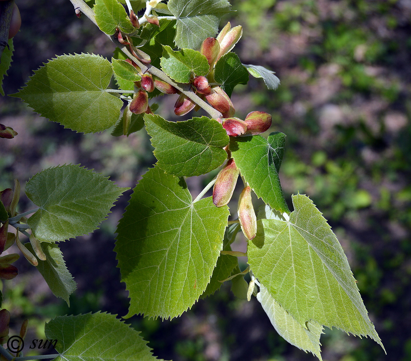 Image of Tilia mandshurica specimen.