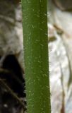 Trachystemon orientalis