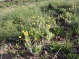 Ranunculus paucidentatus