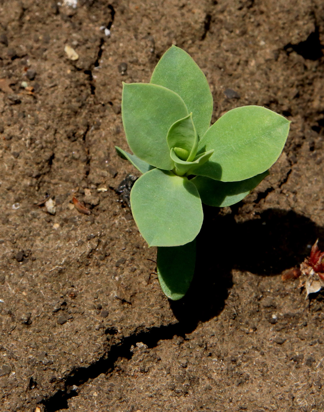 Image of Euphorbia myrsinites specimen.