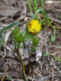 Adonis vernalis. Растение с распускающимся цветком. Самарская обл., Ставропольский р-н, окр. с. Жигули, залив Жигулёвская Труба, опушка широколиственного леса. 03.05.2021.