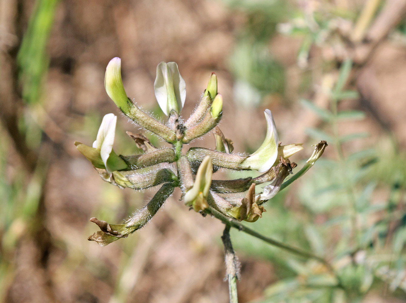 Image of Astragalus kabadianus specimen.