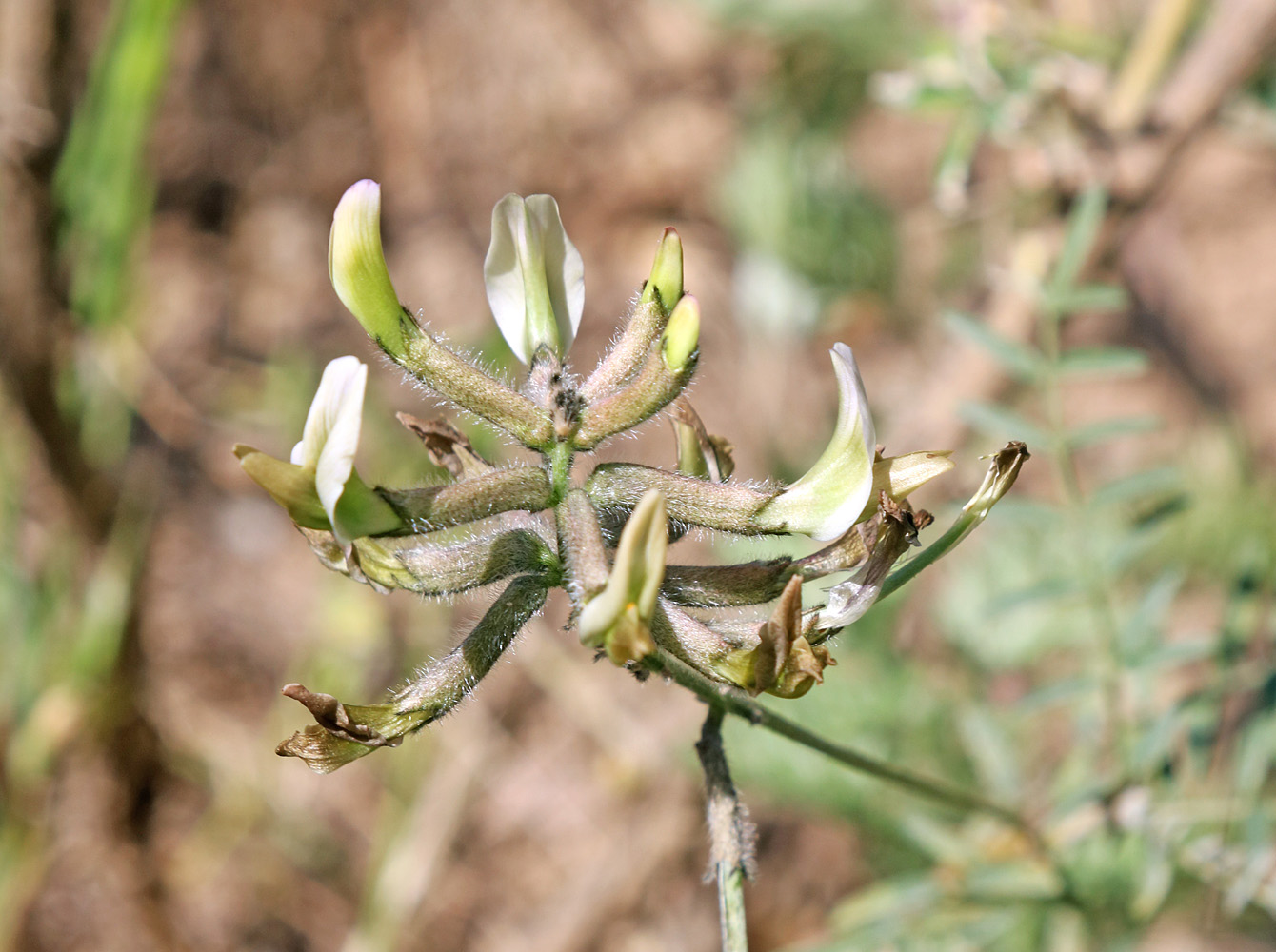 Изображение особи Astragalus kabadianus.