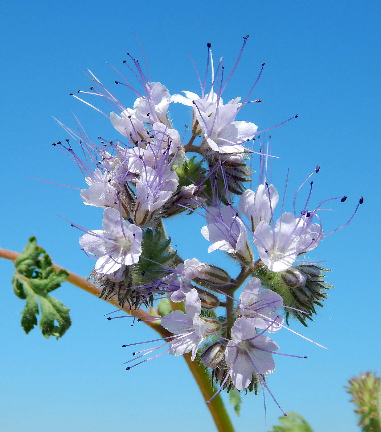 Image of Phacelia tanacetifolia specimen.