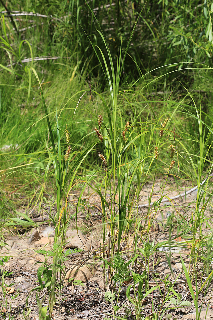 Изображение особи Carex raddei.