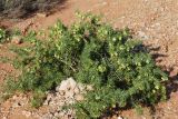 Zygophyllum ferganense. Плодоносящее растение. Узбекистан, Ферганская обл., горы Кампиркок, пестроцветы. 19.05.2021.