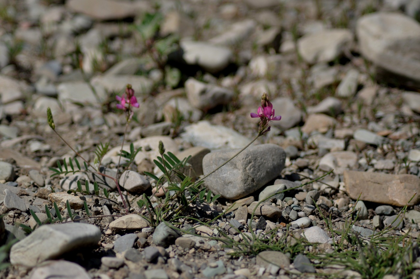 Image of Onobrychis cyri specimen.