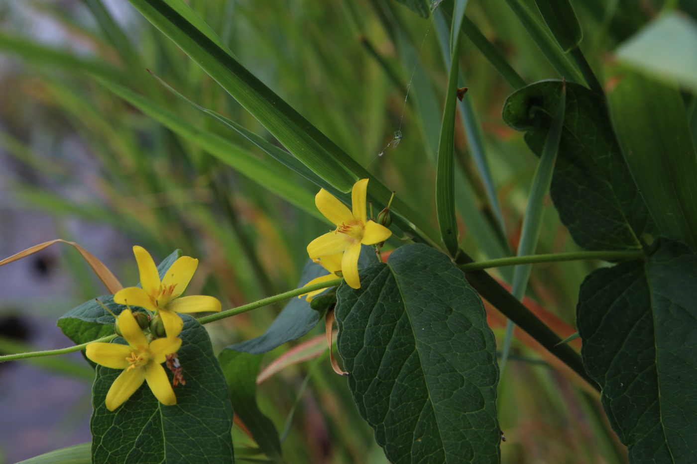 Image of Lysimachia vulgaris specimen.