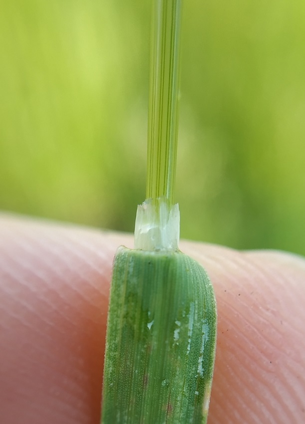 Image of Poa pratensis specimen.