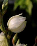 Yucca filamentosa