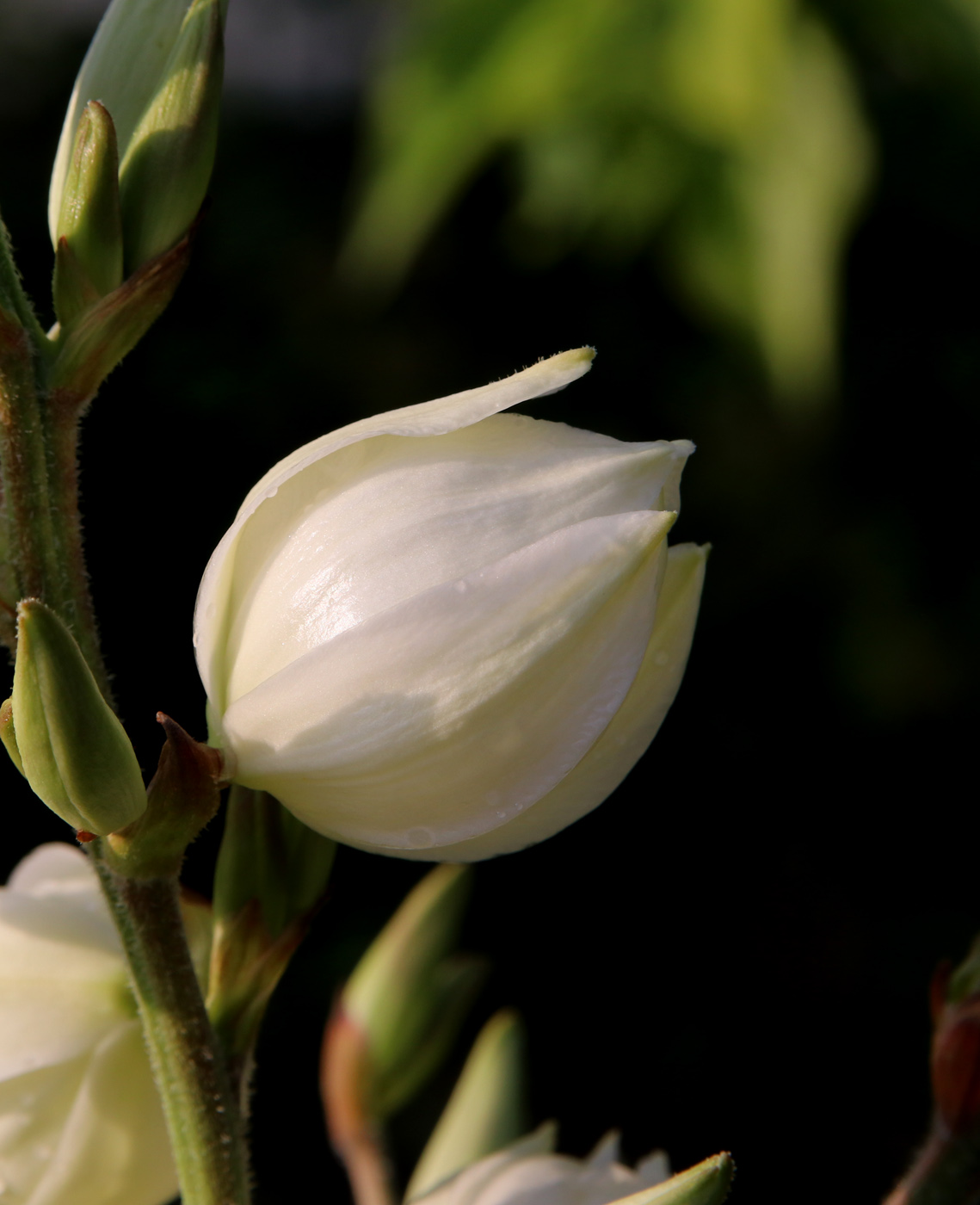 Изображение особи Yucca filamentosa.