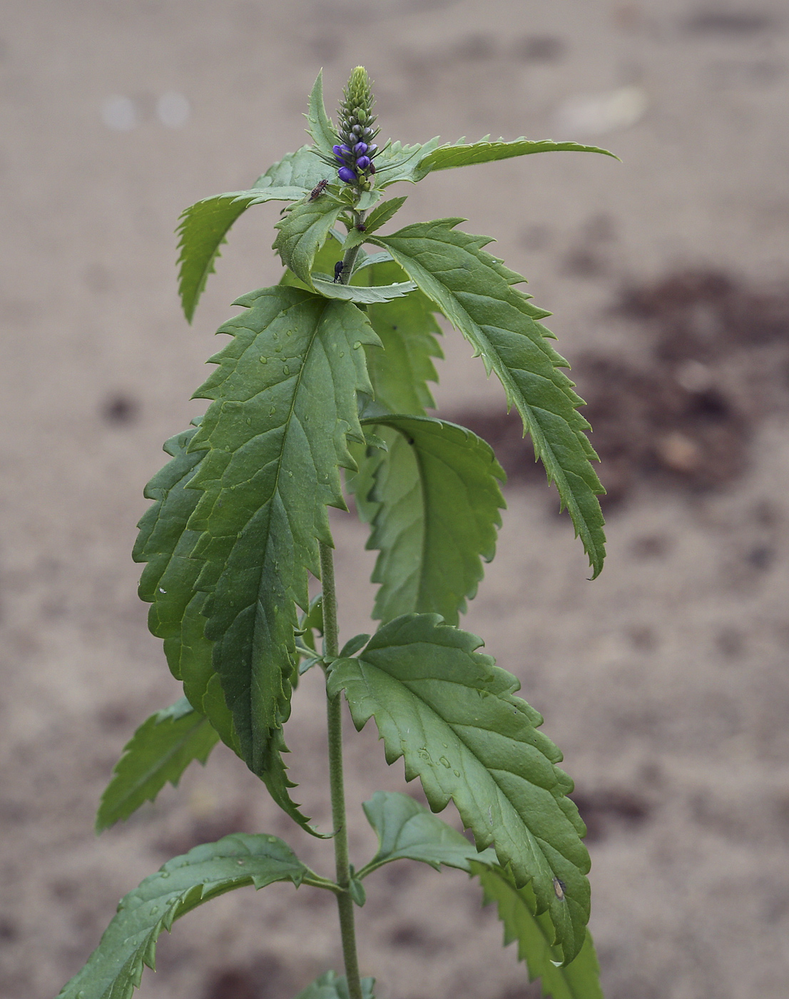 Image of Veronica longifolia specimen.