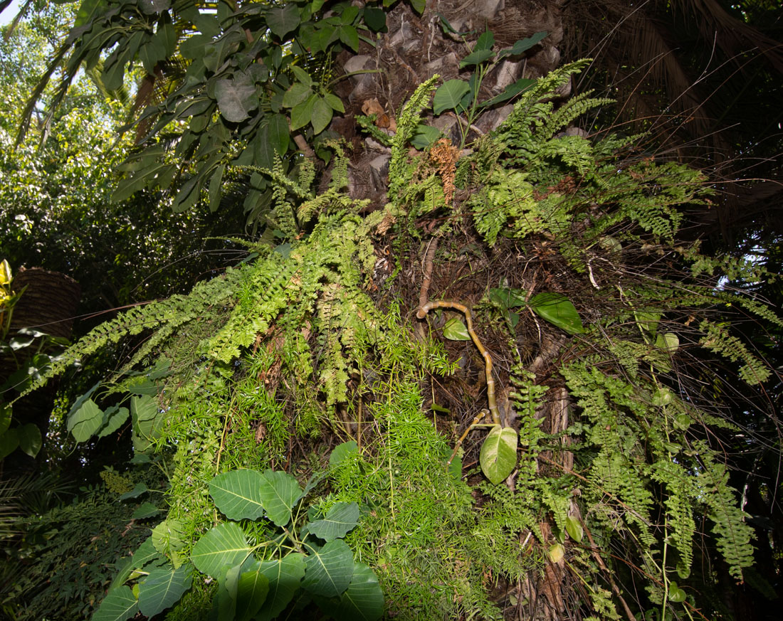 Изображение особи Nephrolepis exaltata.