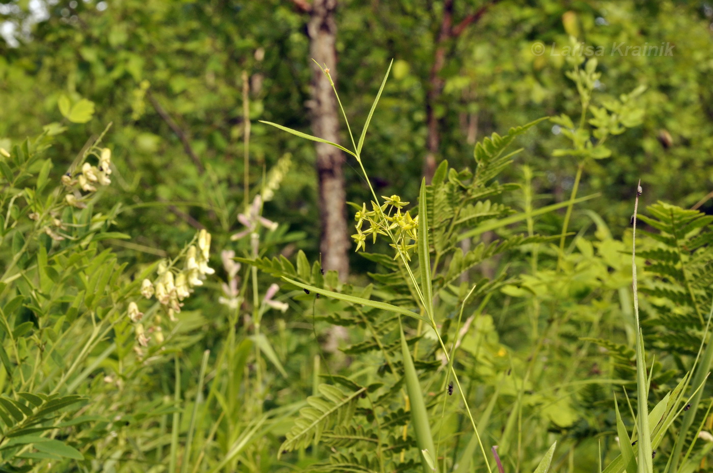 Изображение особи Pycnostelma paniculatum.