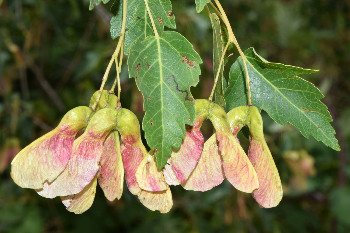 Image of Acer semenovii specimen.