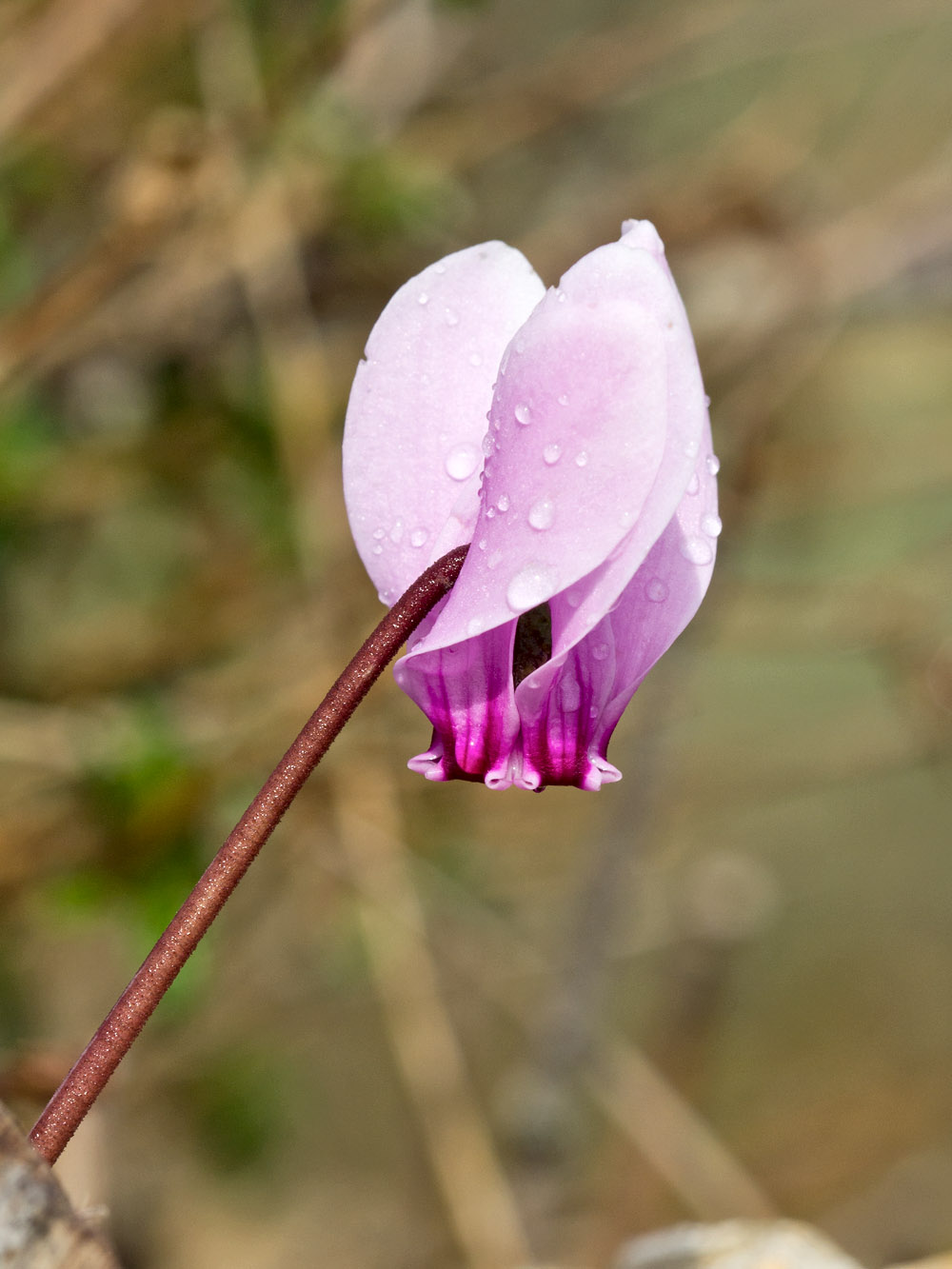 Image of Cyclamen graecum specimen.