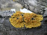 Xanthoria parietina. Таллом с апотециями на стволе Malus mandshurica. Хабаровский край, Хабаровский р-н, 17 км Владивостокского шоссе. 03.04.2016.