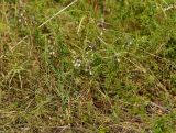 Allium oleraceum