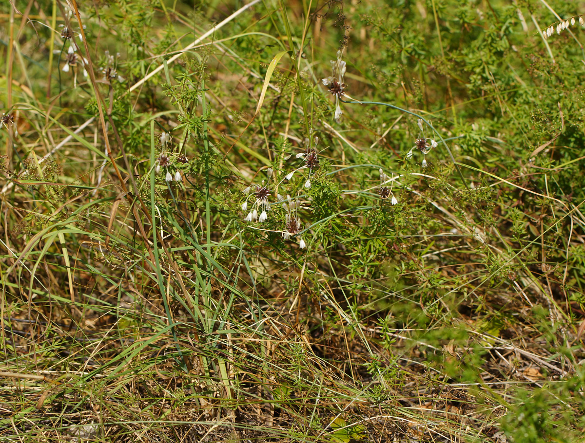 Изображение особи Allium oleraceum.