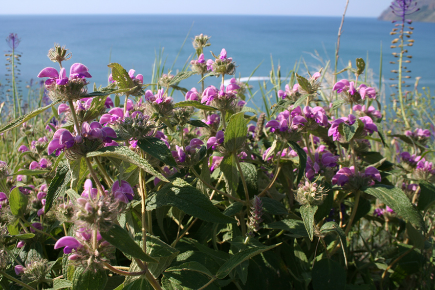 Изображение особи Phlomis taurica.