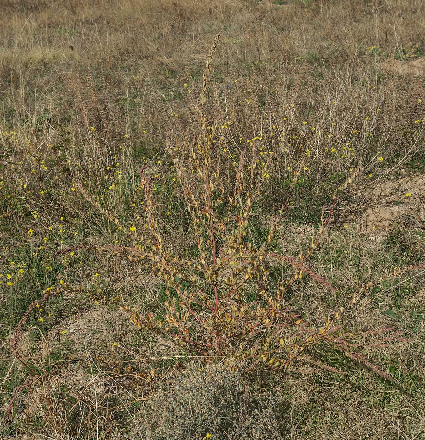 Image of genus Chenopodium specimen.