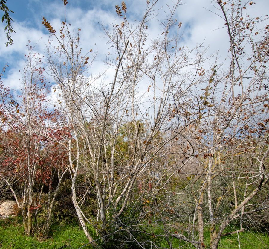 Image of Combretum kraussii specimen.