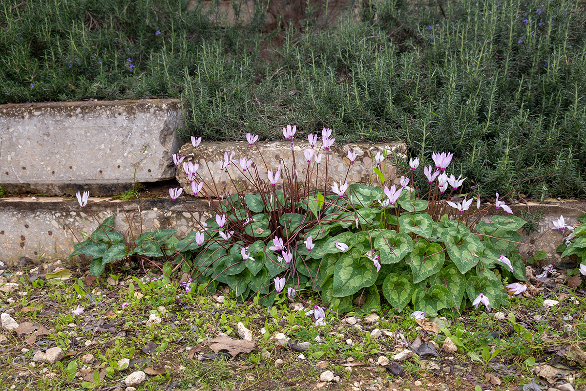 Image of Cyclamen persicum specimen.