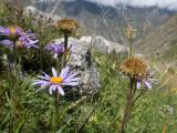 Aster alpinus. Верхушки побегов с цветущими и отцветшими соцветиями. Кабардино-Балкария, Черекский р-н, Кабардино-Балкарский высокогорный заповедник, Мижиргийское ущелье, ≈ 2500 м н.у.м., отложенная боковая морена, альпийский луг. 16.08.2021.