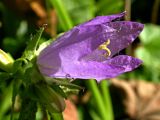 Campanula trachelium. Раскрывающийся цветок. Украинские карпаты, Свалявский район, долина р. Пиня возле с. Солочин. Сентябрь 2006 г.