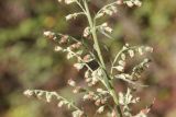 Artemisia vulgaris. Фрагмент верхушки отцветшего растения. Республика Алтай, Улаганский р-н, долина р. Чульча, окр. ручья Артышту, выс. ок. 640 м н.у.м. 7 августа 2020 г.